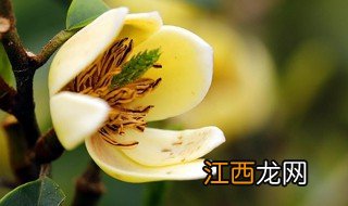 含笑花的养殖方法和注意事项 金边瑞香含笑花养殖技巧和注意事项介绍