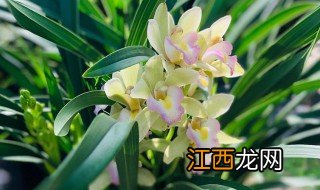 兰花植物养殖方法和注意事项 兰花植物养护教程和禁忌