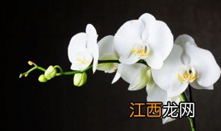 阳台养兰注意事项 阳台养兰有哪些注意事项