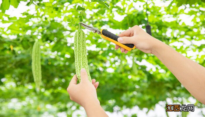 赖葡萄种植方法和技术 赖葡萄怎么种植与施肥