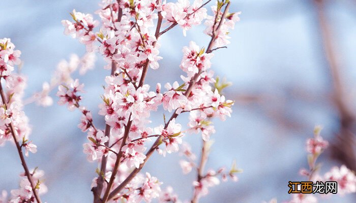 桃树杏树什么季节开花呢 桃树杏树什么季节开花