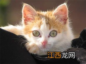 不同品种的猫能配吗