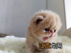 怎么安抚猫