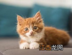 猫有多少种