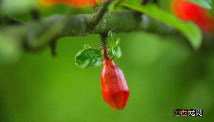 石榴花在哪个季节开放告诉我 石榴花在哪个季节开放