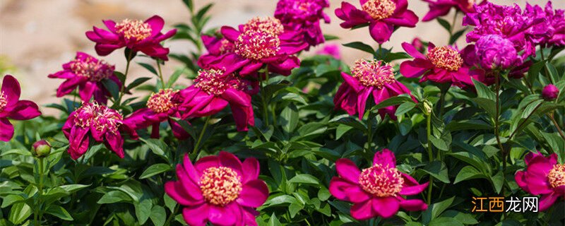 芍药是草本还是木本植物 芍药是草本还是木本植物