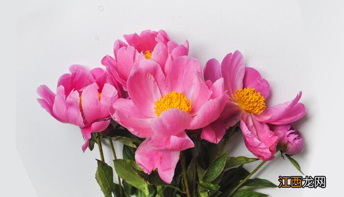 芍药是草本还是木本植物 芍药是草本还是木本植物