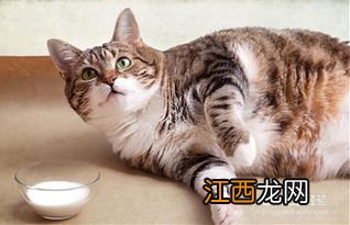 猫咪发烧感冒了怎么办