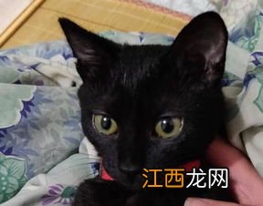 孟买猫是什么品种