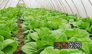 孔雀菜种植方法视频 孔雀菜种植方法