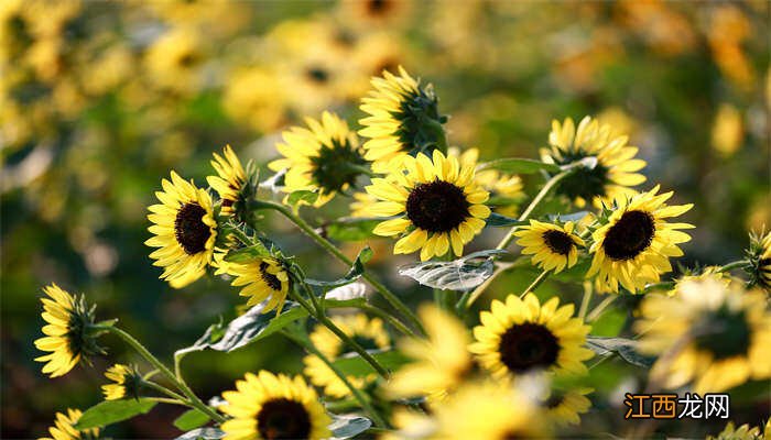 太阳花种子什么季节种最好 太阳花种子几月份种