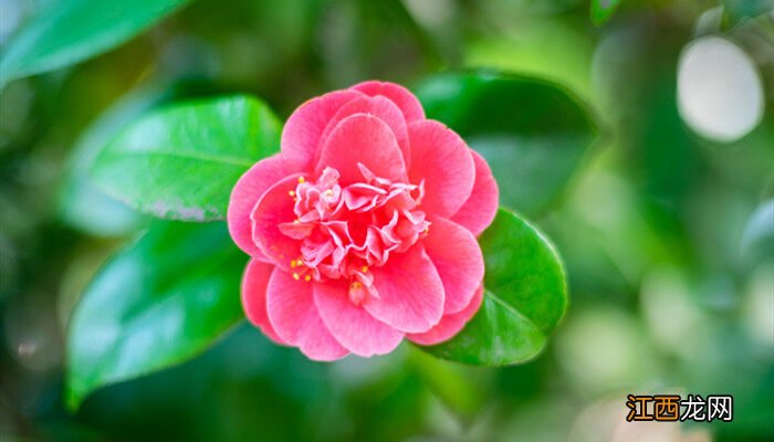 山茶花种植方法和时间 山茶花种植方法