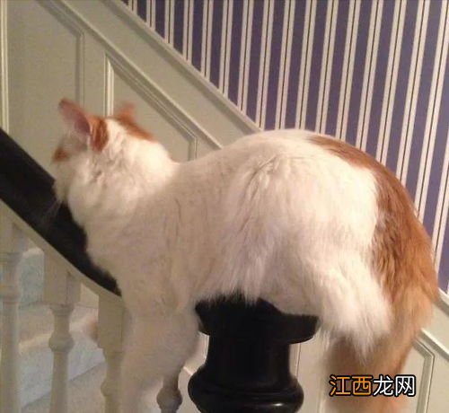 猫咪蹲坐代表什么