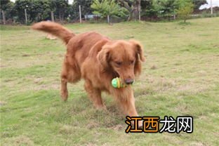 金毛幼犬怎么看纯不纯