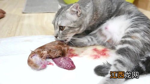 猫咪生崽怎么帮忙