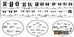 染色体结果怎么看