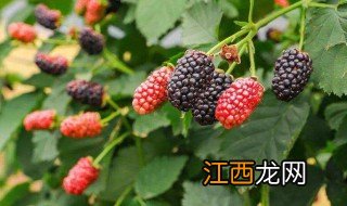 树莓种植方法和注意事项 树莓的种植方法