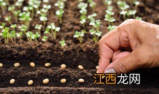 缸豆种植时间与方法 缸豆种植时间和方法