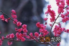 梅花一树喜盈门下联是什么