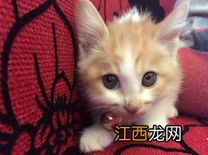 猫怎么带回家