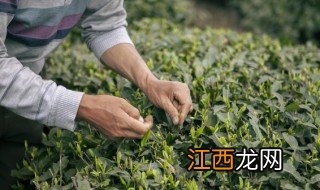 茶籽种植方法，茶籽种植方法