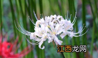 曼珠沙华种植方法 曼珠沙华种植方法和时间