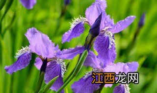 鸢尾花种植方法 鸢尾花种植方法和技术