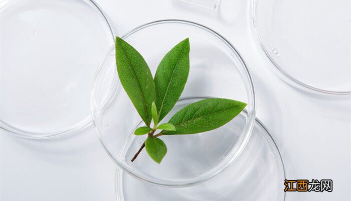 千鸟花是不是多年生植物 千鸟花是不是多年生