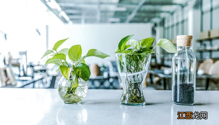 千鸟花是不是多年生植物 千鸟花是不是多年生