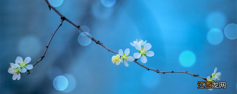 千鸟花养殖方法视频 千鸟花养殖方法