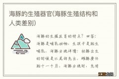 海豚生殖结构和人类差别 海豚的生殖器官