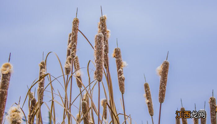 芦苇棒和蒲棒是一种吗 蒲棒是什么植物