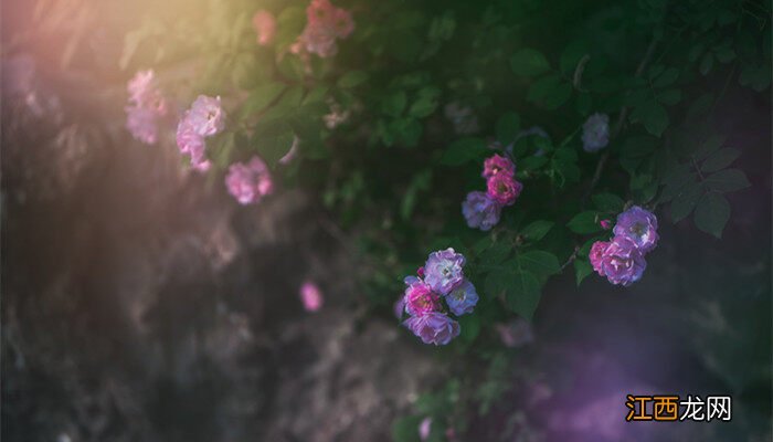 爬藤蔷薇怎么种植才能爬墙成功 爬藤蔷薇怎么种植才能爬墙