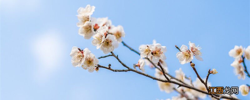 雀梅鲜切花如何养护和管理 雀梅鲜切花如何养护