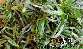 面条菜的种植方法和技术 面条菜的种植方法