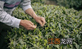 茶树种子种植方法 茶树种子种植方法和管理