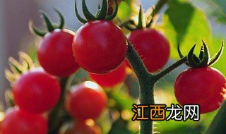 树番茄种子种植方法，树番茄种子种植方法图解