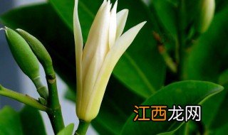 白兰花种植方法图解 白兰花种植方法