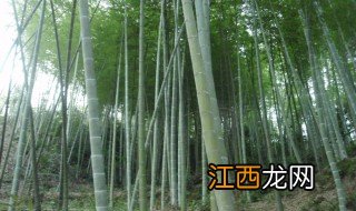 毛竹种子种植方法，毛竹种子种植方法图片