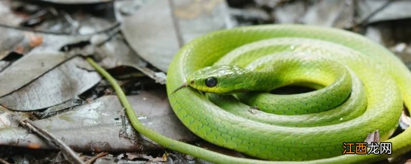 狼心狗肺是什么生肖