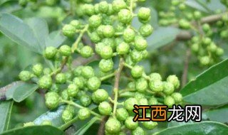 麻椒树适合什么地方种 麻椒树的种植方法