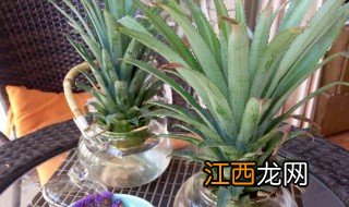 水果盆景栽种植方法 水果盆景的价格和栽培方法