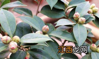 茶花种子怎么种植方法 茶花种子怎么种植方法和注意事项