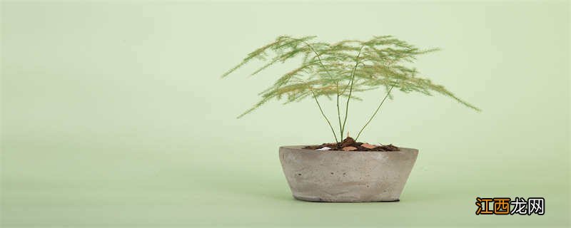 文竹盆景施什么肥好 文竹盆景施什么肥