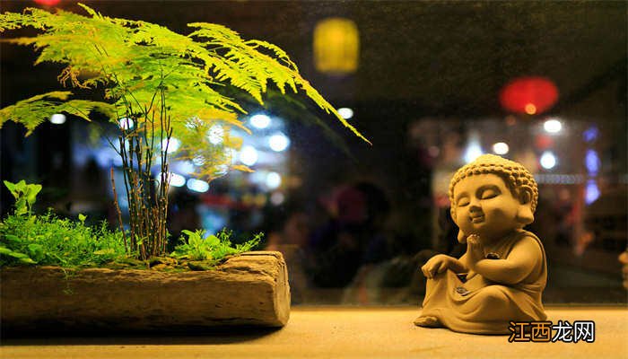 文竹盆景施什么肥好 文竹盆景施什么肥