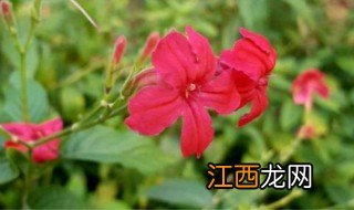 芦莉花的养殖方法和注意事项 怎么养殖芦莉花