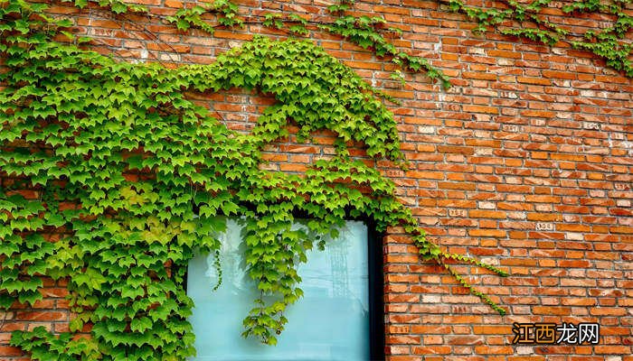 攀缘茎和缠绕茎的相同点和不同点