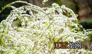 雪柳盆栽的养殖方法和注意事项 怎么养殖雪柳