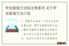 甲虫繁殖方法和注意事项 关于甲虫繁殖方法介绍