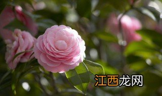 茶花的养殖方法和注意事项在北方能过冬 如何养殖茶花